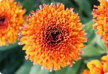 Rudbeckia 'Cherokee Sunset'