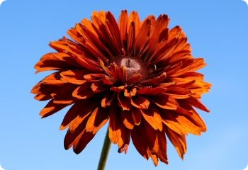 Rudbeckia hirta Cherokee Sunset