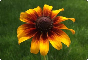 Rudbeckia hirta 'Rustic Dwarfs Mixed'