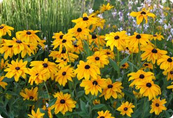 rudbeckia seeds