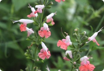 Salvia 'Coral Nymph'