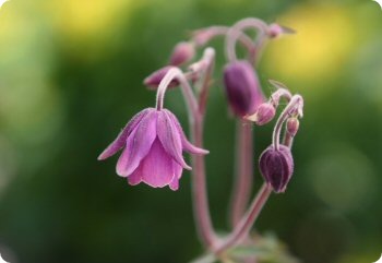 Semiaquilegia ecalcarata