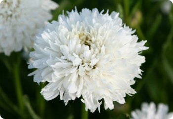 Shasta Daisy 'Crazy Daisy'