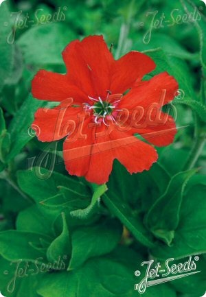 Silene sieboldii 'Fire Dragon Scarlet Red'