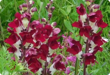 Snapdragon 'Night and Day'