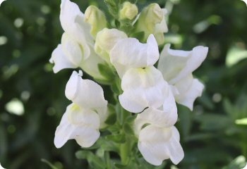 Snapdragon 'Royal Bride'