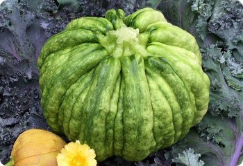 Squash 'Guicoy'