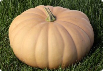 Squash 'Long Island Cheese'