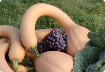 Squash 'Zucchino Rampicante'