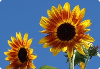 Sunflower 'Earthwalker'