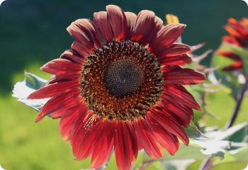 Sunflower Earthwalker