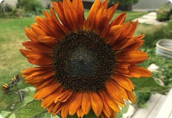 Earthwalker Sunflower