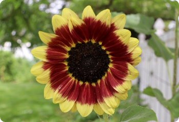 Sunflower 'Florenza'