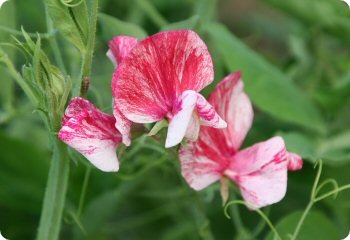 Sweet Pea 'America'