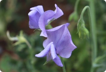 Sweet Pea 'Flora Norton'