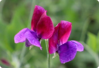 Sweet Pea 'Matucana'