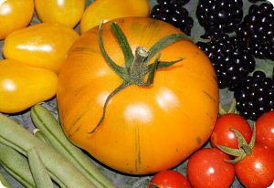 AAA Sweet Solano tomato