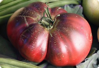 Tomato 'Amazon Chocolate'