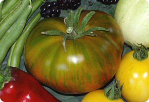 Berkeley Tie-Dye Heart tomato
