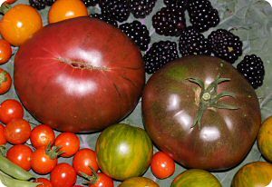 Black Giant tomato