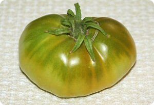 Cherokee Green Tomato