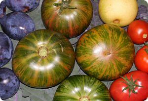 Cherokee Lime Stripes Tomato