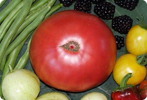 Fred Limbaugh's Potato Top Tomato