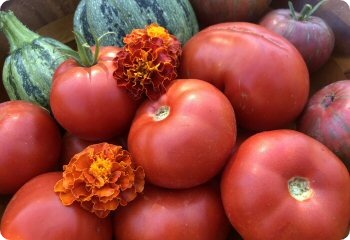 Tomato 'Giant Crimson'