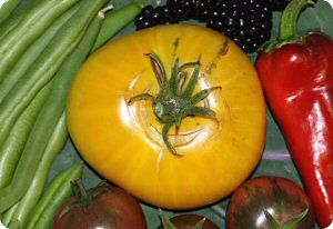 Golden Cherokee Tomato