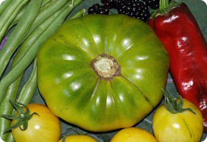 Grub's Mystery Tomato