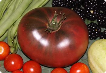 tomato indian stripe