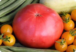 Tomato 'Mrs. Benson'