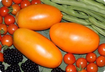 Tomato 'Orange Icicle'