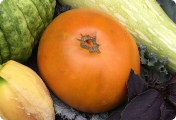 Tomato 'Thorburn's Terra-Cotta'