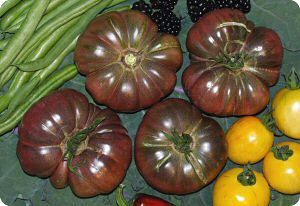 Tomato 'Tim's Black Ruffles'