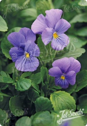 Viola 'Blue Perfection'