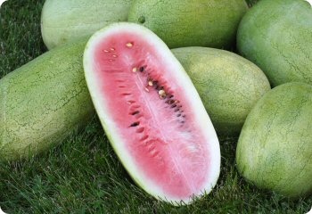 Watermelon 'Ali Baba'