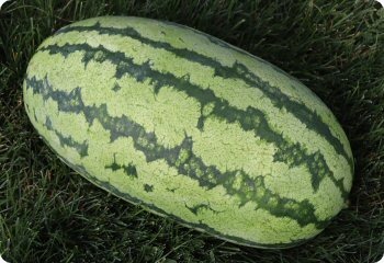 Watermelon 'Georgia Rattlesnake'