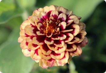 Zinnia 'Aztec Burgundy Bicolor'