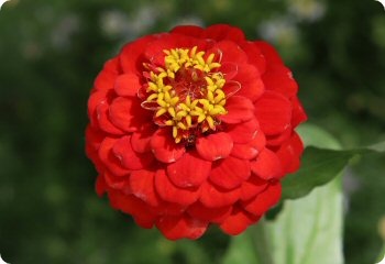Zinnia 'Red Cap'
