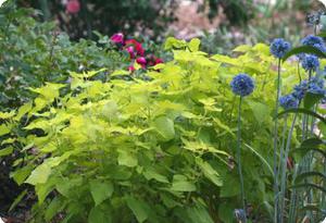 Agastache 'Golden Jubilee'