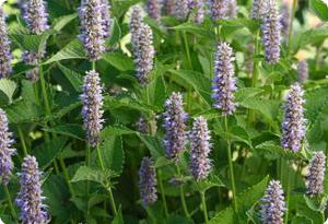 Agastache foeniculum