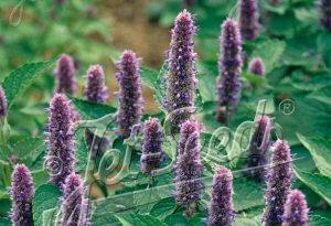 Agastache rugosa
