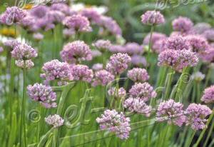 Allium senescens ssp. montanum