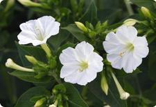 Mirabilis jalapa seeds