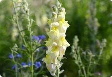 snapdragon seeds