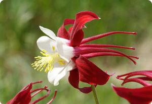 Aquilegia 'Crimson Star'