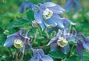 Aquilegia flabellata var pumila 'Selection'