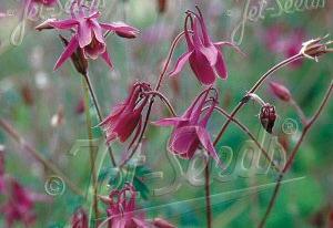 Aquilegia rockii