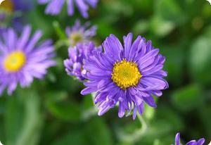 Aster alpinus 'Dark Beauty'